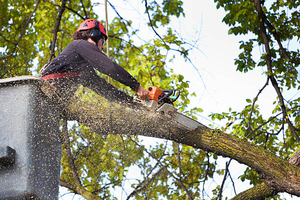  , USA Tree Removal Pros